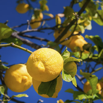 Citrus fruits: Etna's gold