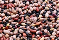 Legumes in gastronomic cultures. Diversity and adaptation to the environment. The importance of legumes in the diet.