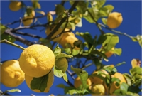 Citrus fruits: Etna's gold